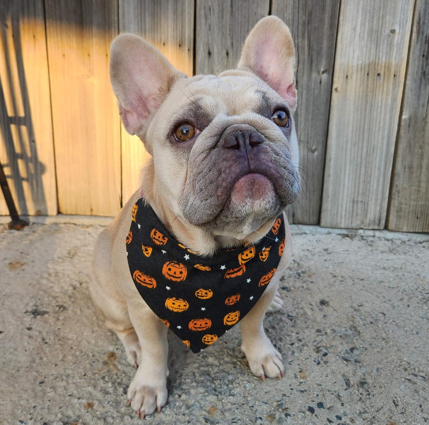 Halloween Jack-o-lantern and Ghosts