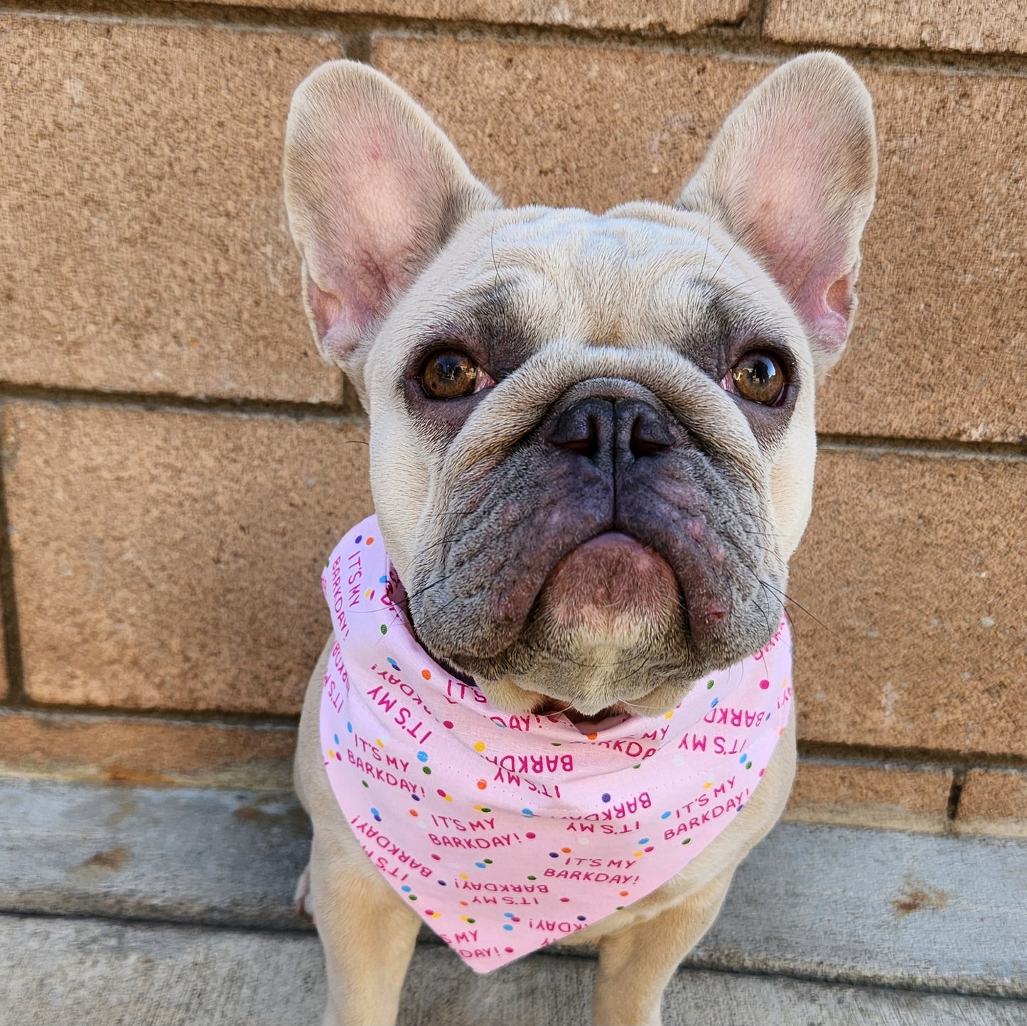 Pink It's my Barkday Dog Bandana