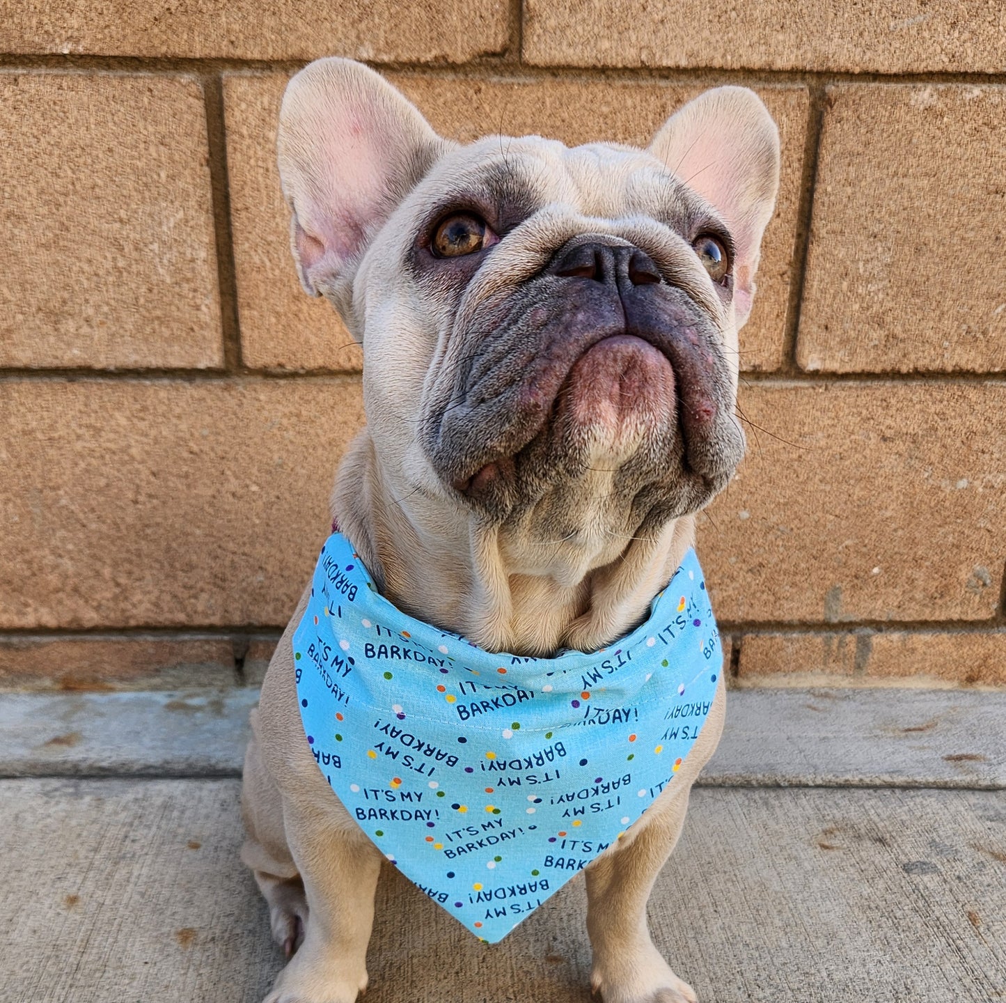 Blue It's my Barkday Dog Bandana